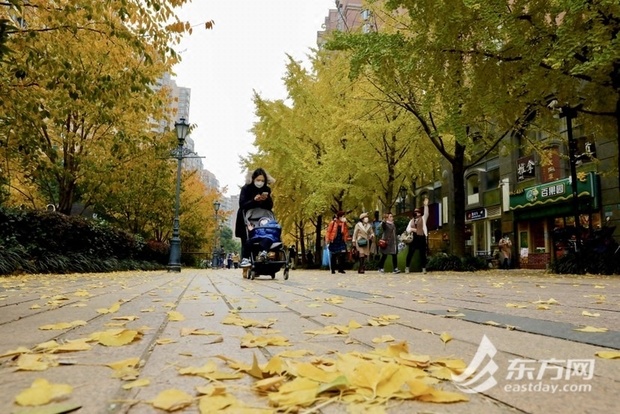 【区县新闻】来上海长宁邂逅季节限定的“银杏黄”